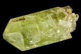 Five Yellow Apatite Crystals (over ) - Morocco #108373-1